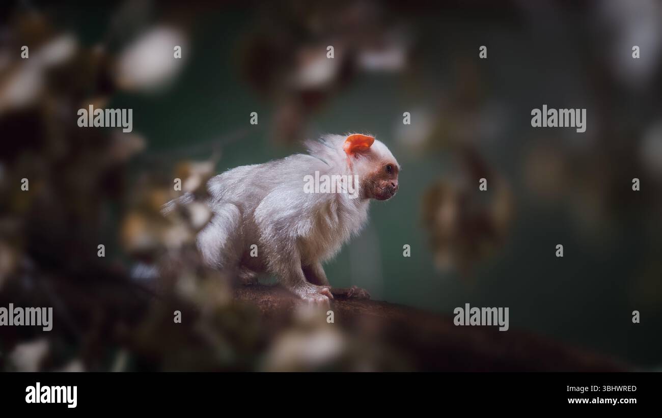 Piccolo tamarino bianco seduto su un ramo alla luce naturale soffusa, un ritratto esotico di primate con sfondo boschivo sfocato. Foto Stock