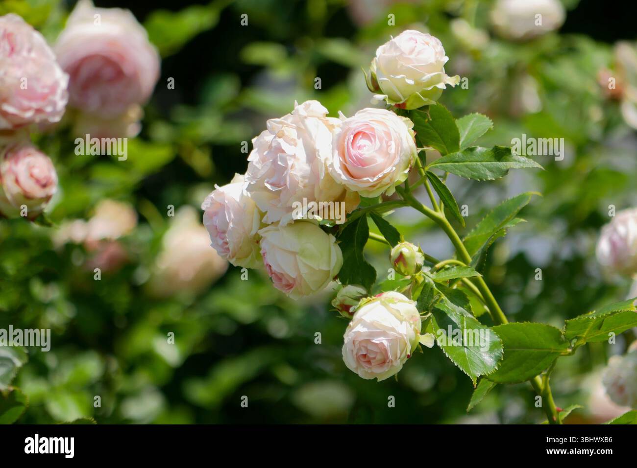 Rose di peonia fiorite in giardino. Floribunda English tea Hybrid rose fiori rosa chiaro. Foto Stock