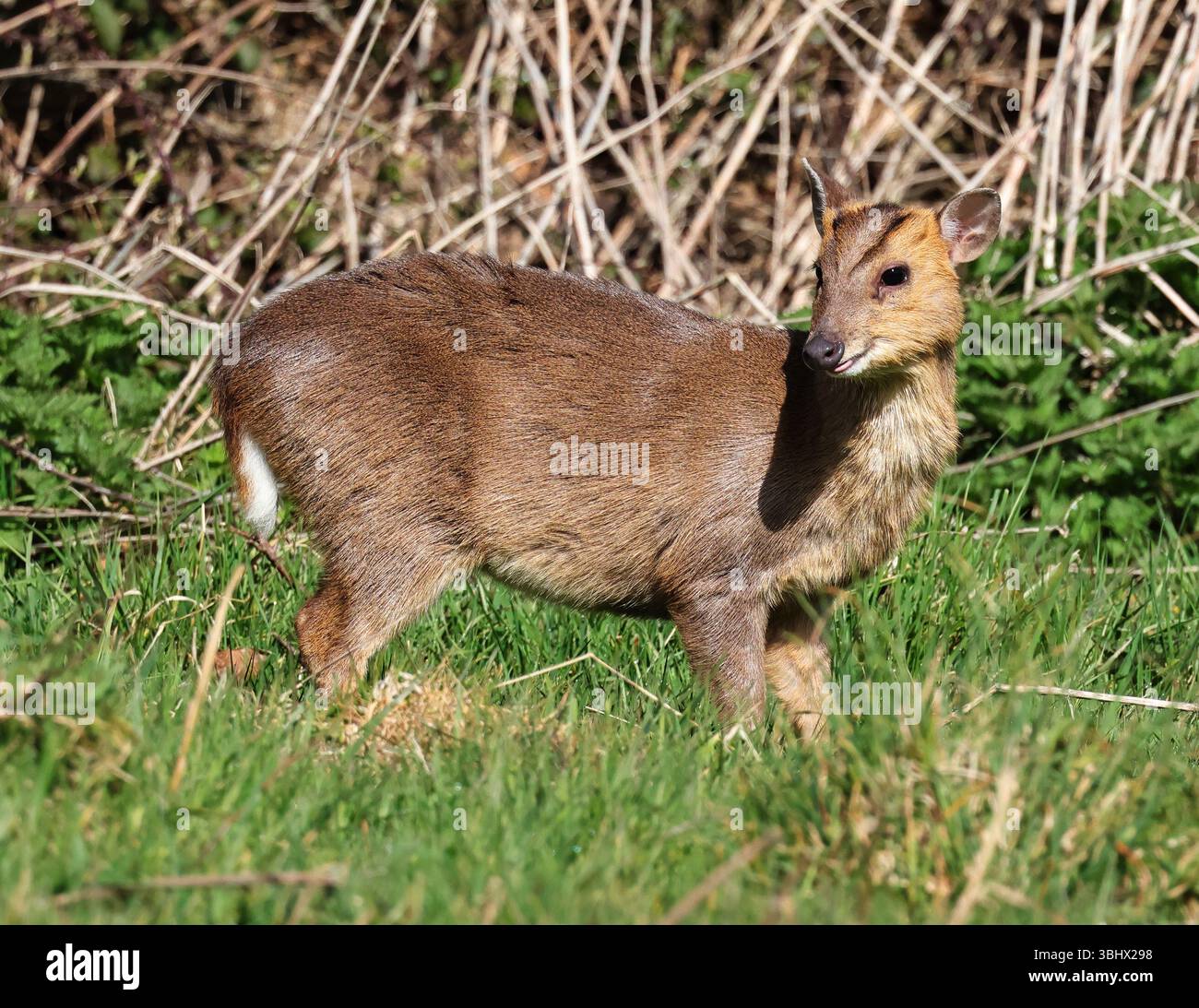 A Reeves Muntjac (Muntiacus reevesi) nelle Cotswold Hills Gloucestershire Regno Unito Foto Stock