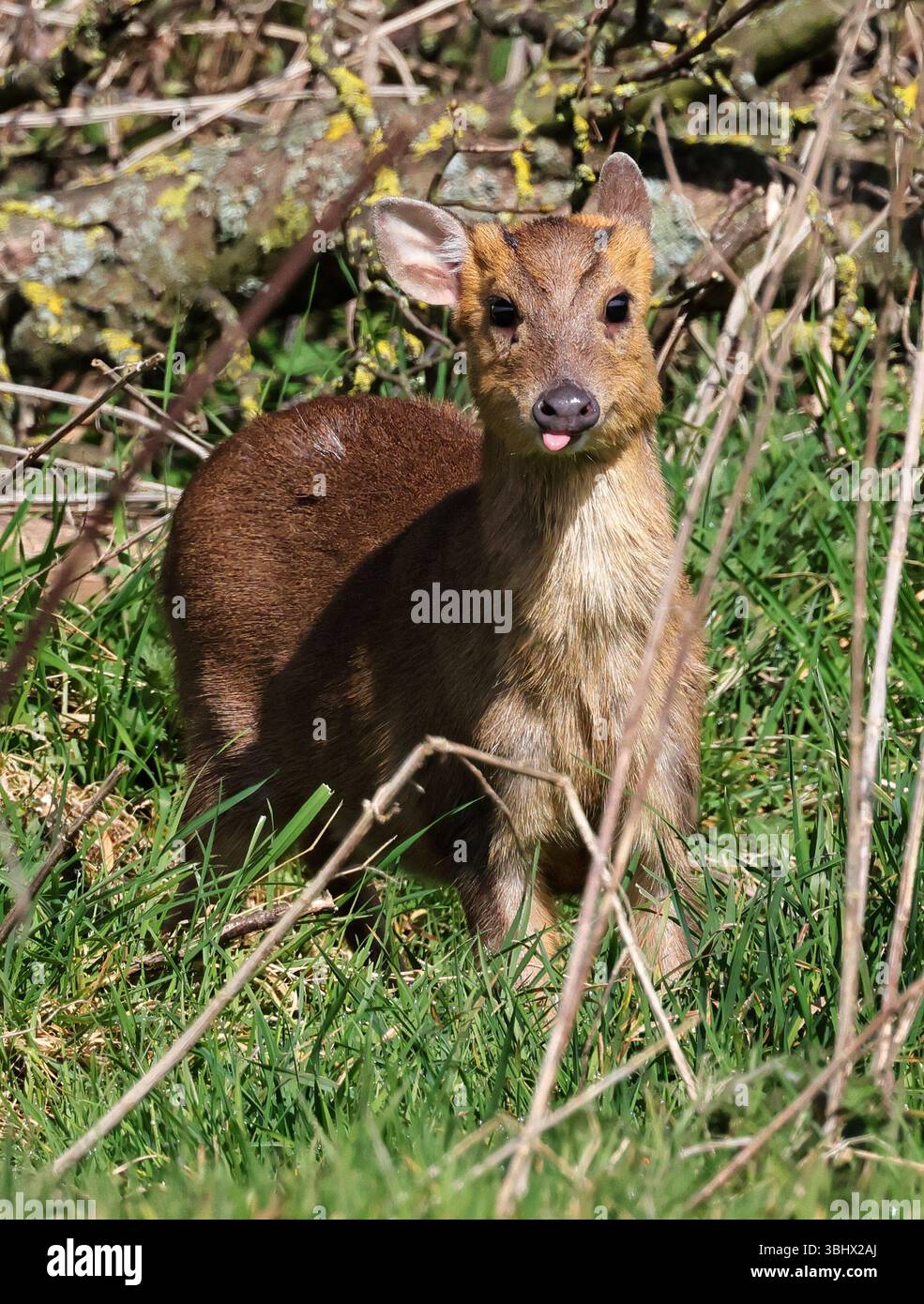 A Reeves Muntjac (Muntiacus reevesi) nelle Cotswold Hills Gloucestershire Regno Unito Foto Stock
