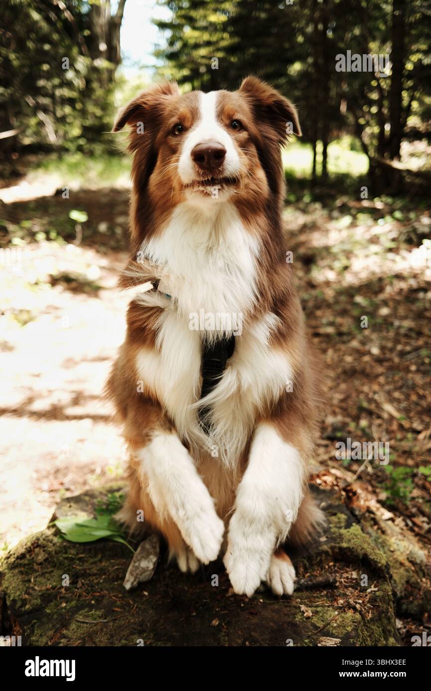 Grazioso cane pastore australiano seduto in posizione verticale su un ceppo di alberi nella foresta. Il cane mostra il trucco di bilanciarsi sulle zampe posteriori e sollevare il suo Foto Stock