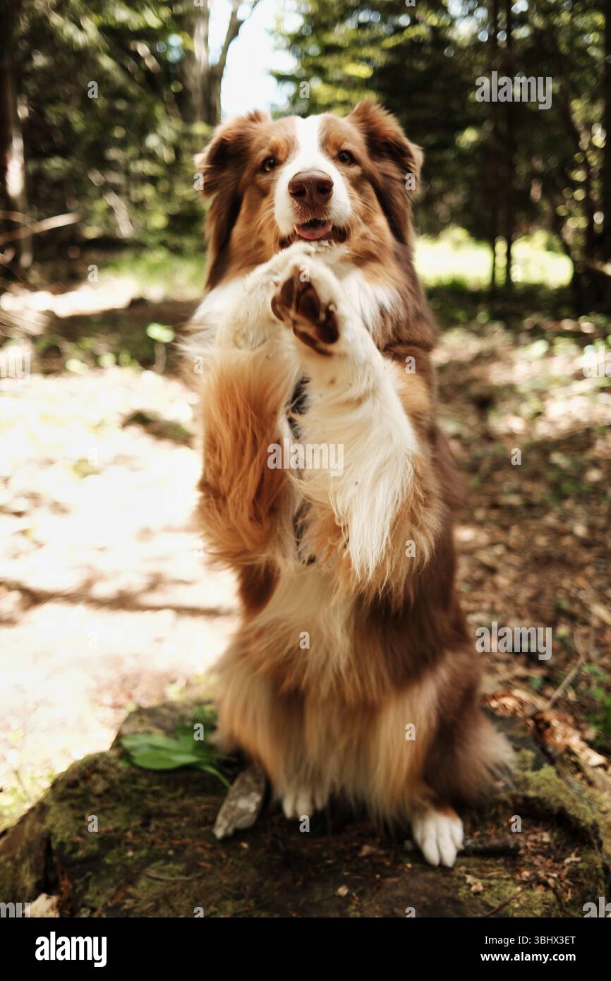 Grazioso cane pastore australiano seduto in posizione verticale su un ceppo di alberi nella foresta. Il cane mostra il trucco di bilanciarsi sulle zampe posteriori e sollevare il suo Foto Stock