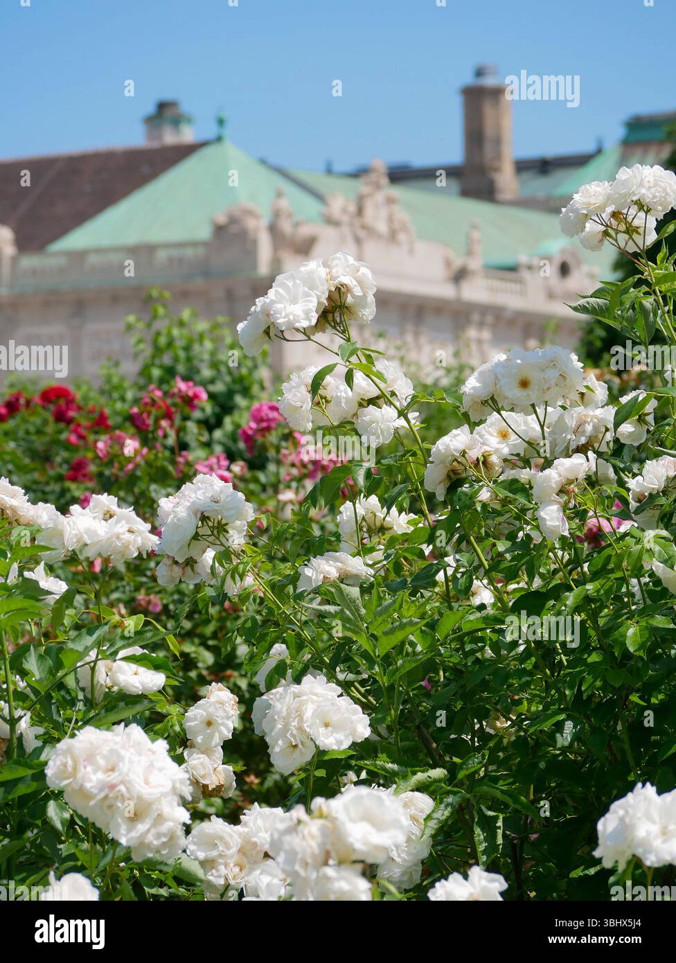 Rose bianche e rosa sullo sfondo di Hofburg a Vienna. Foto Stock