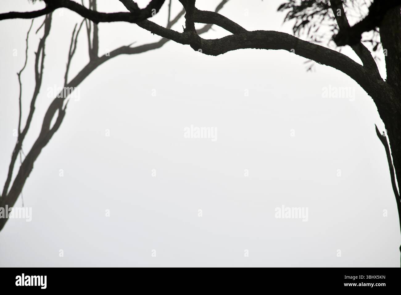 Misty Morning tra gli eucalipti nella campagna del Queensland, Australia Foto Stock