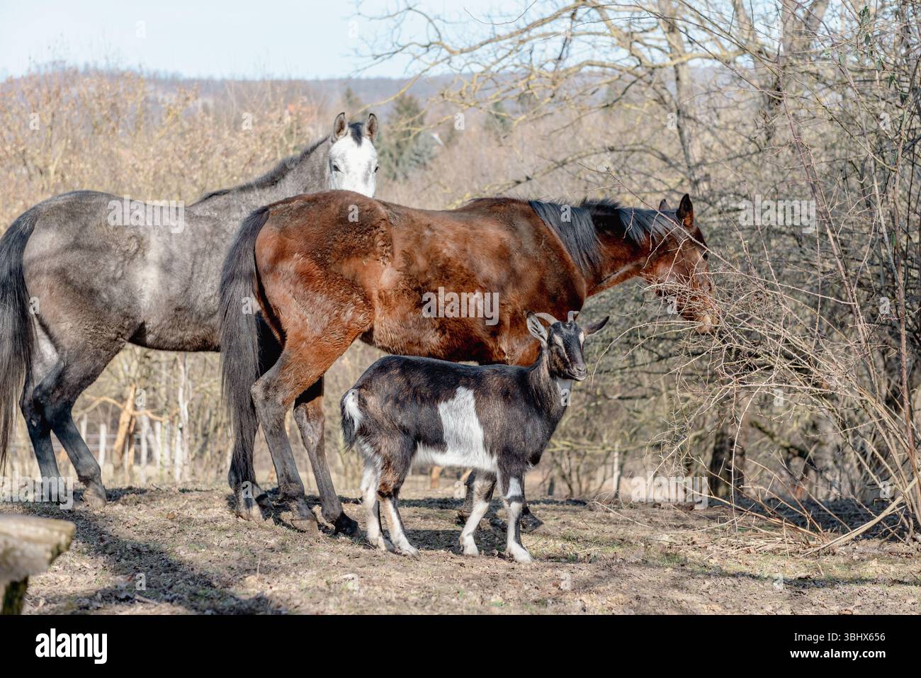 Gruppo di animali, due cavalli e una capra sul pascolo in inverno. Foto Stock