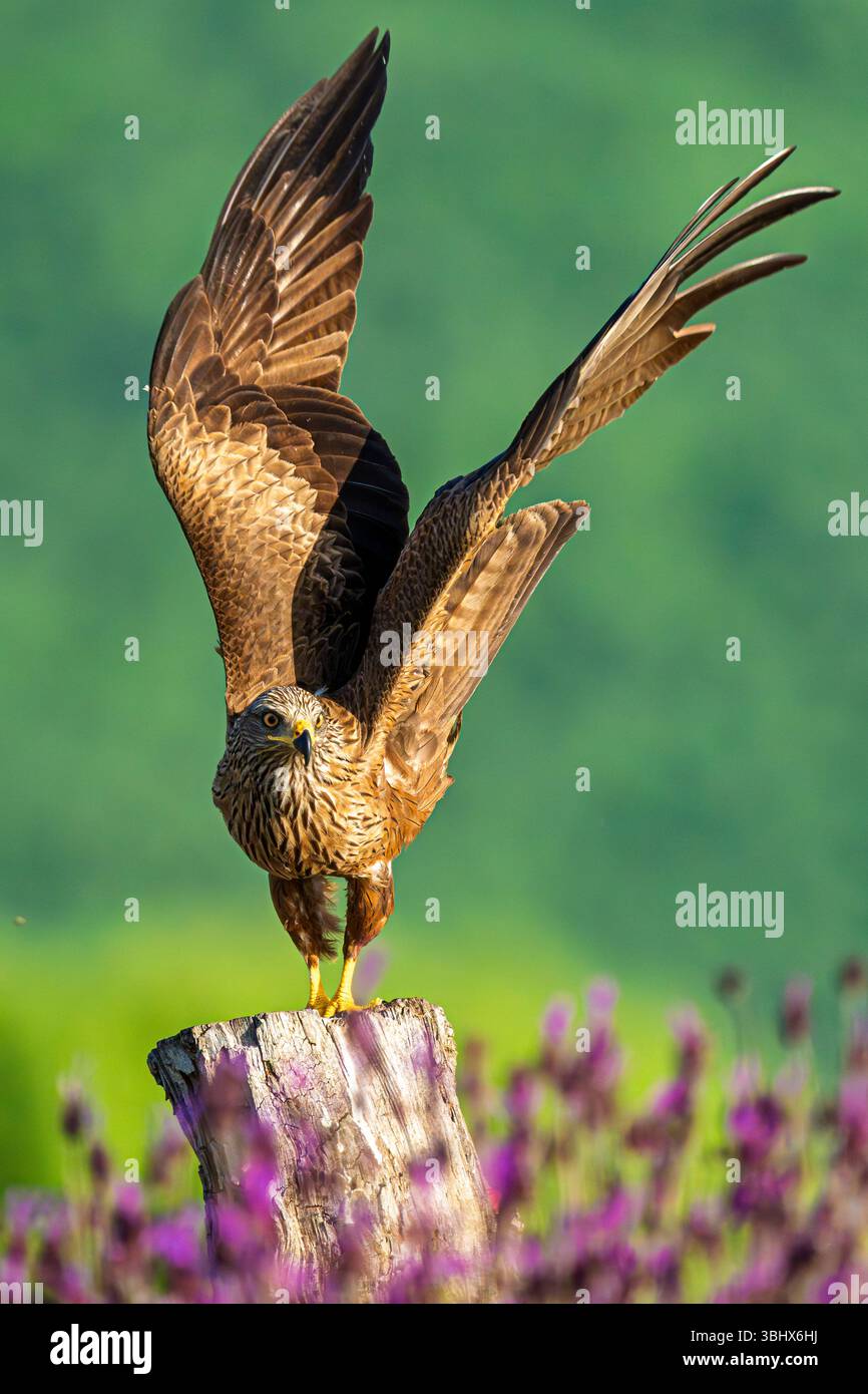 Aquilone rosso (Milvus milvus) che si prepara a prendere il volo da un tronco di albero. Spagna. Foto Stock