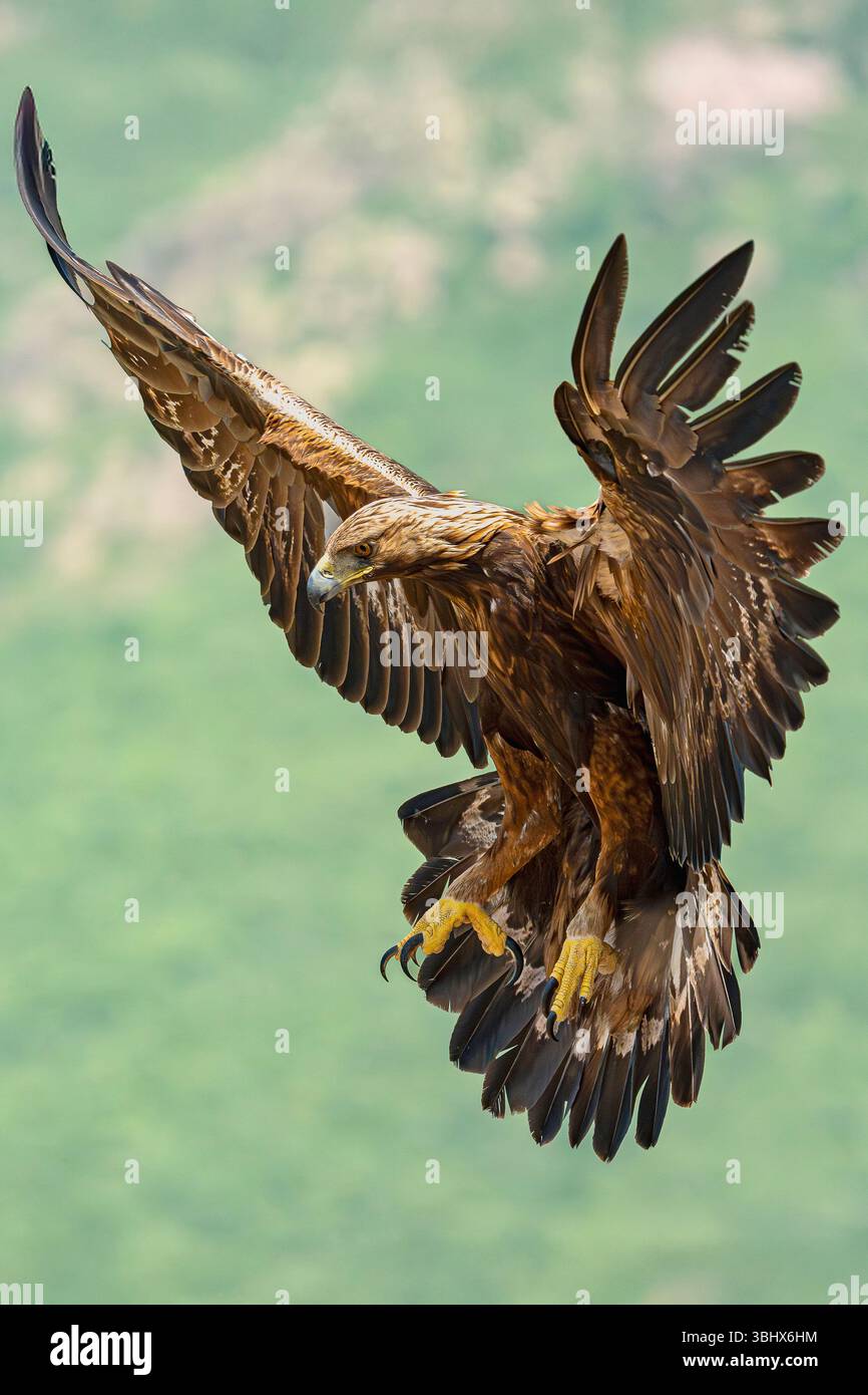 Aquila d'oro (Aquila chrysaetos) in volo con ali estese e taloni visibili. Madrid, Spagna. Foto Stock