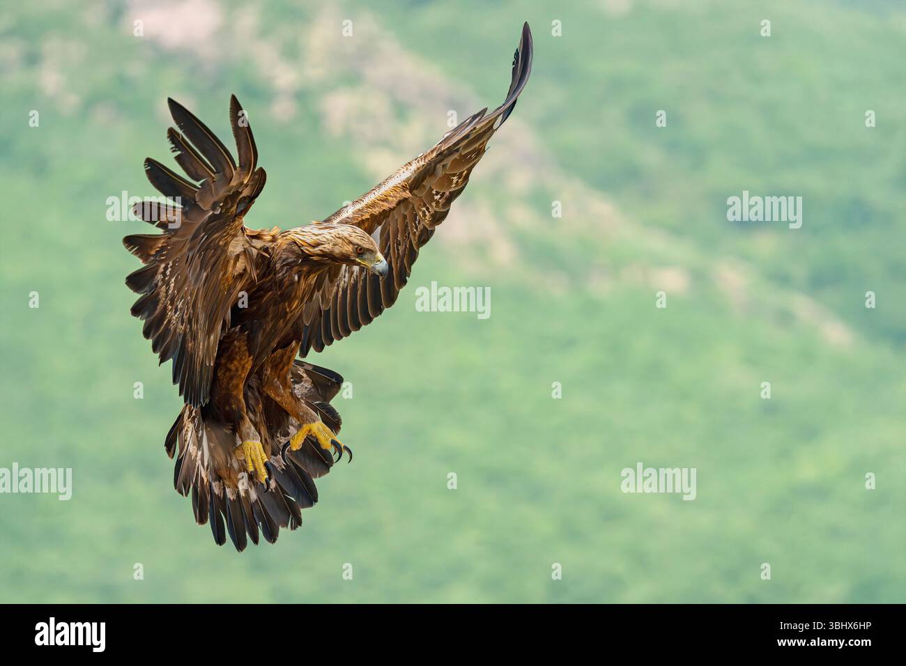 Aquila d'oro (Aquila chrysaetos) in volo con ali estese e taloni visibili. Madrid, Spagna. Foto Stock