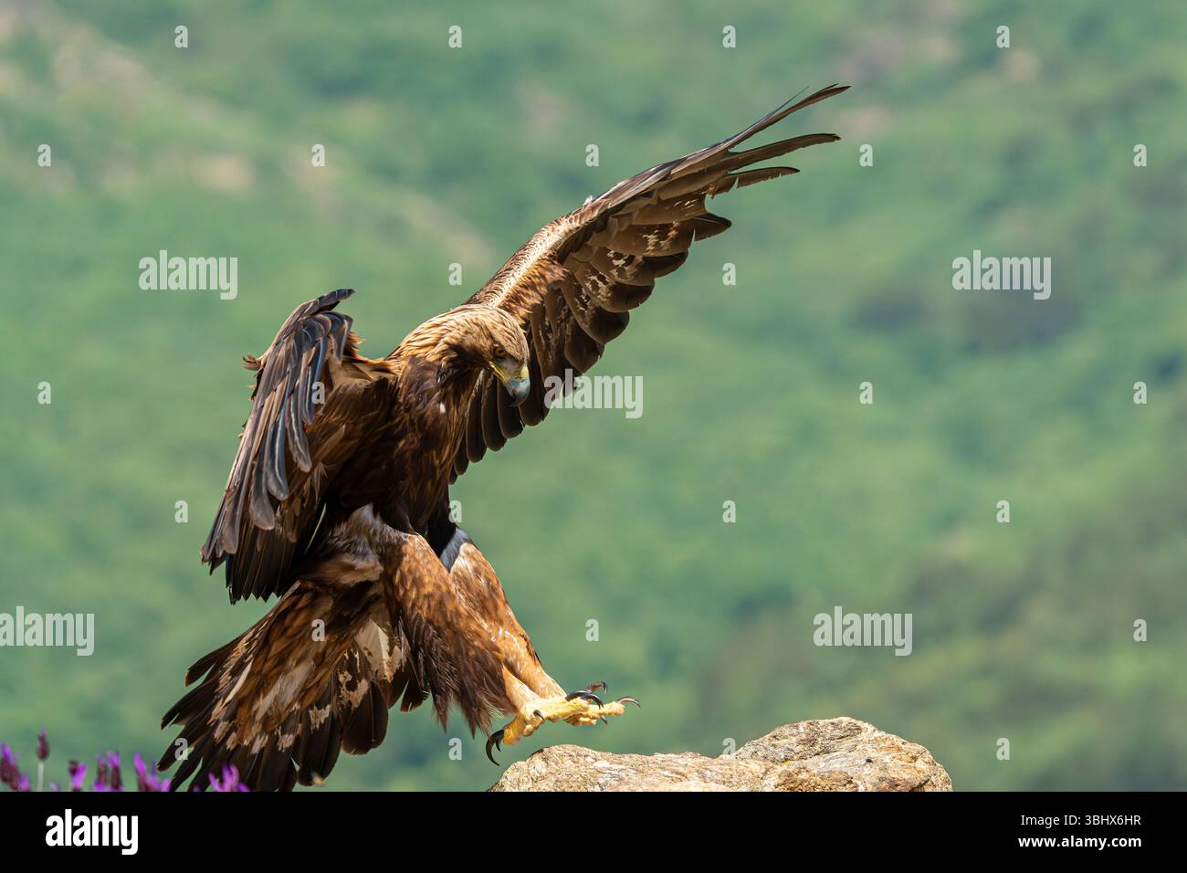 Aquila d'oro (Aquila chrysaetos) atterra su una grande roccia. Madrid, Spagna. Foto Stock