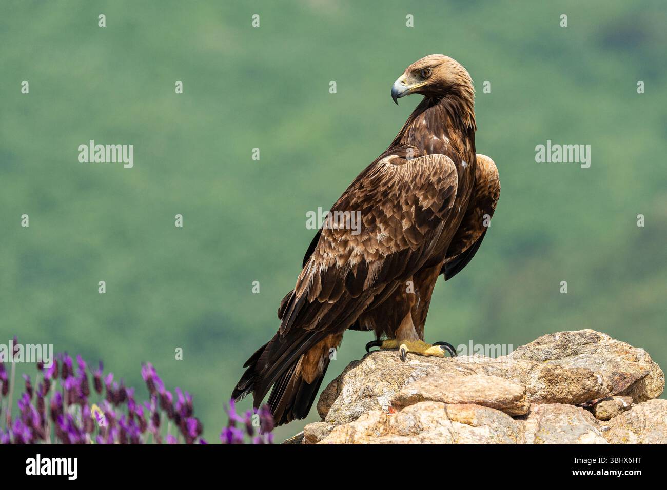Aquila d'oro (Aquila chrysaetos) arroccata su una grande roccia. Madrid, Spagna. Foto Stock