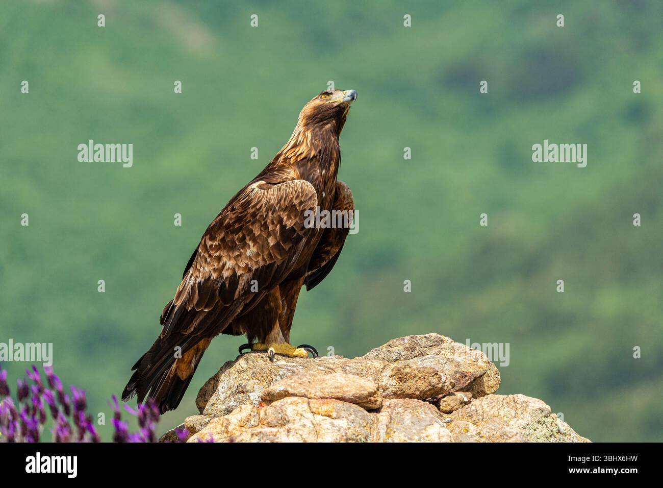 Aquila d'oro (Aquila chrysaetos) arroccata su una grande roccia. Madrid, Spagna. Foto Stock