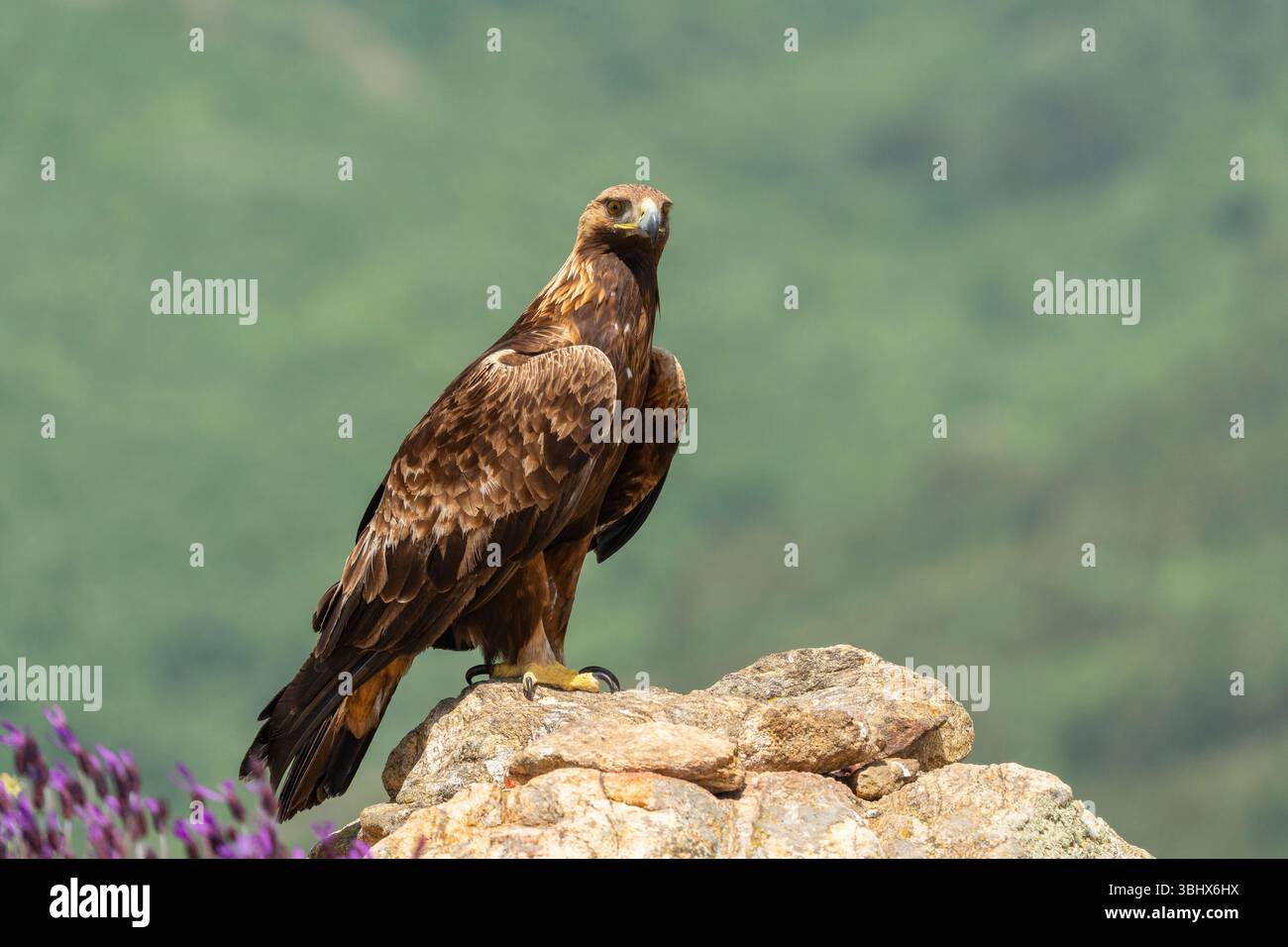 Aquila d'oro (Aquila chrysaetos) arroccata su una grande roccia. Madrid, Spagna. Foto Stock