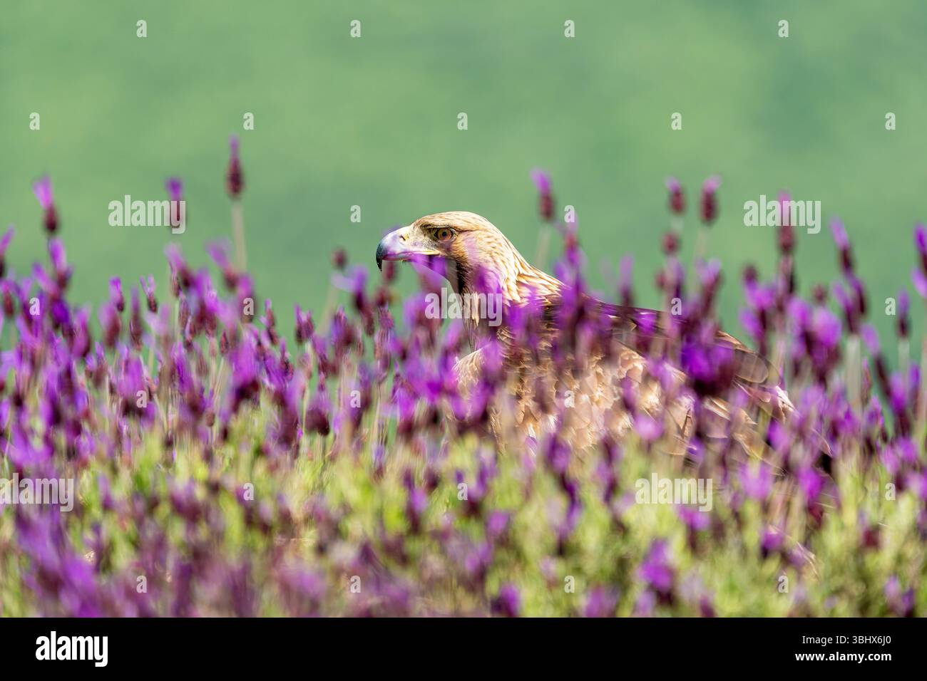 Aquila d'oro (Aquila chrysaetos) sul terreno tra la fiorente lavanda spagnola (Lavandula stoechas). Madrid, Spagna. Foto Stock