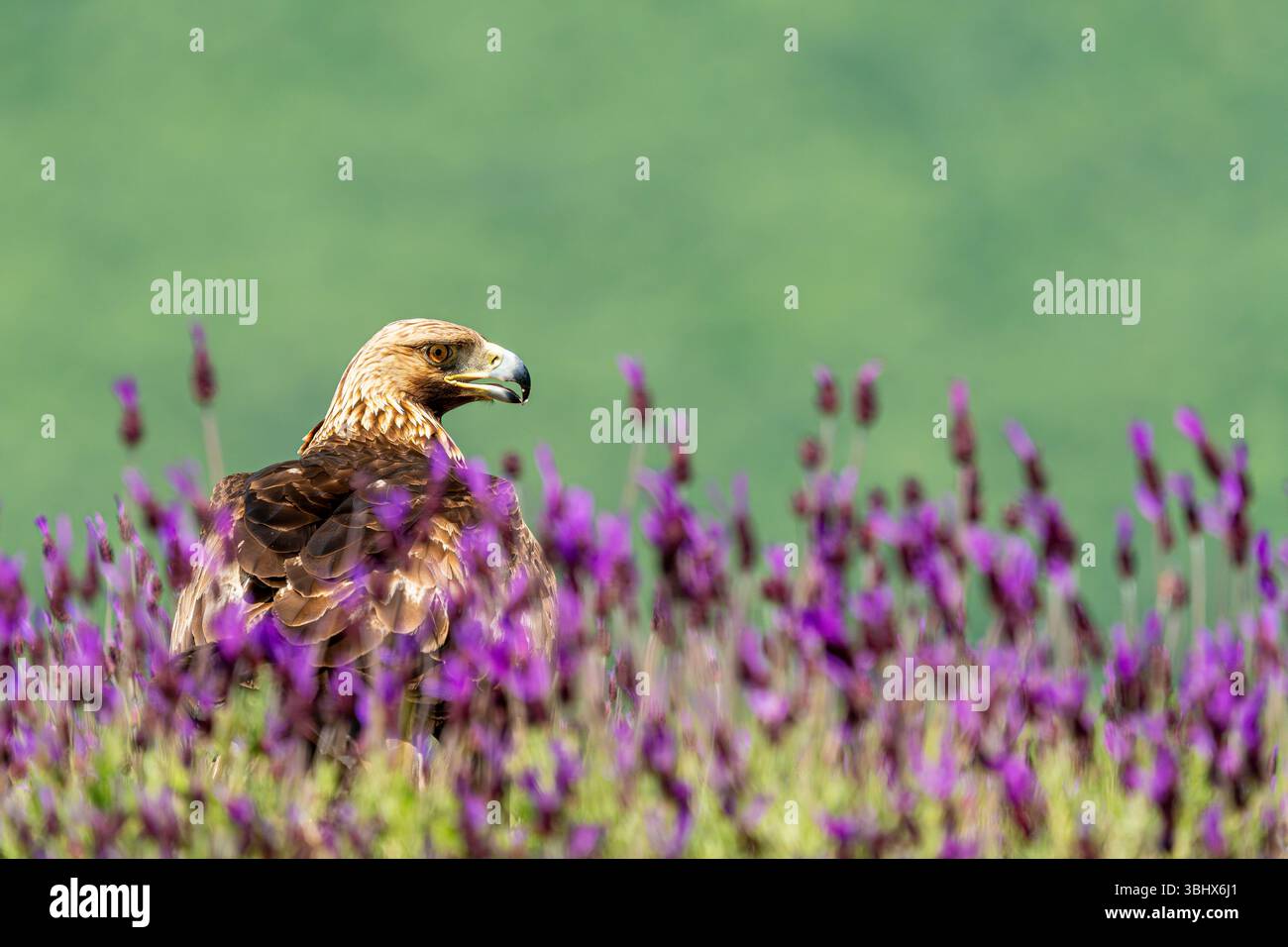 Aquila d'oro (Aquila chrysaetos) sul terreno tra la fiorente lavanda spagnola (Lavandula stoechas). Madrid, Spagna. Foto Stock