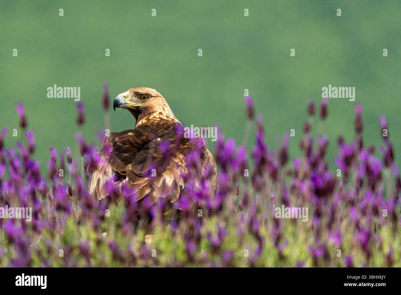 Aquila d'oro (Aquila chrysaetos) sul terreno tra la fiorente lavanda spagnola (Lavandula stoechas). Madrid, Spagna. Foto Stock