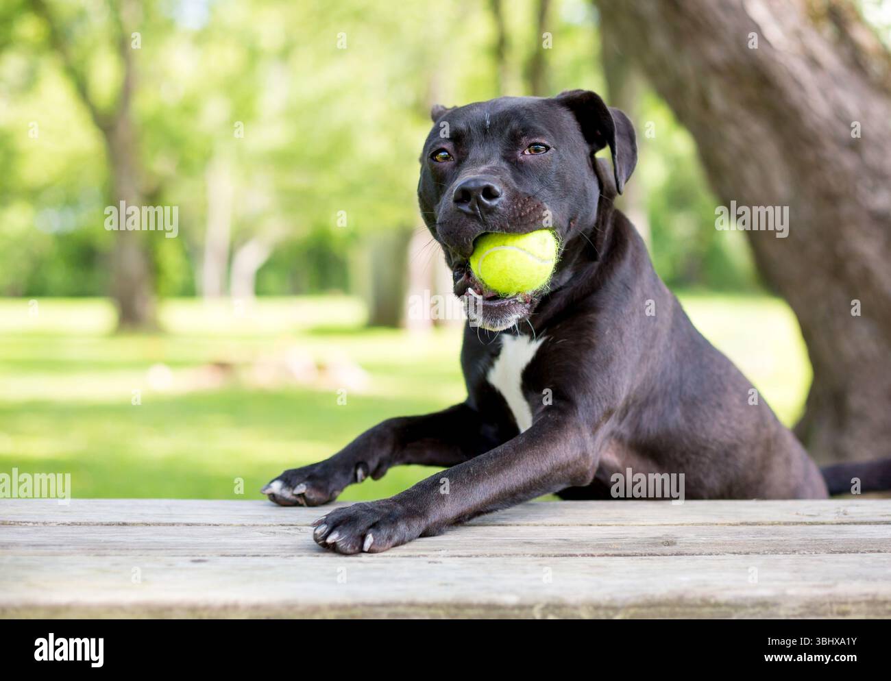 Un giocoso cane di razza mista Pit Bull Terrier con le zampe su una panchina e una palla in bocca Foto Stock