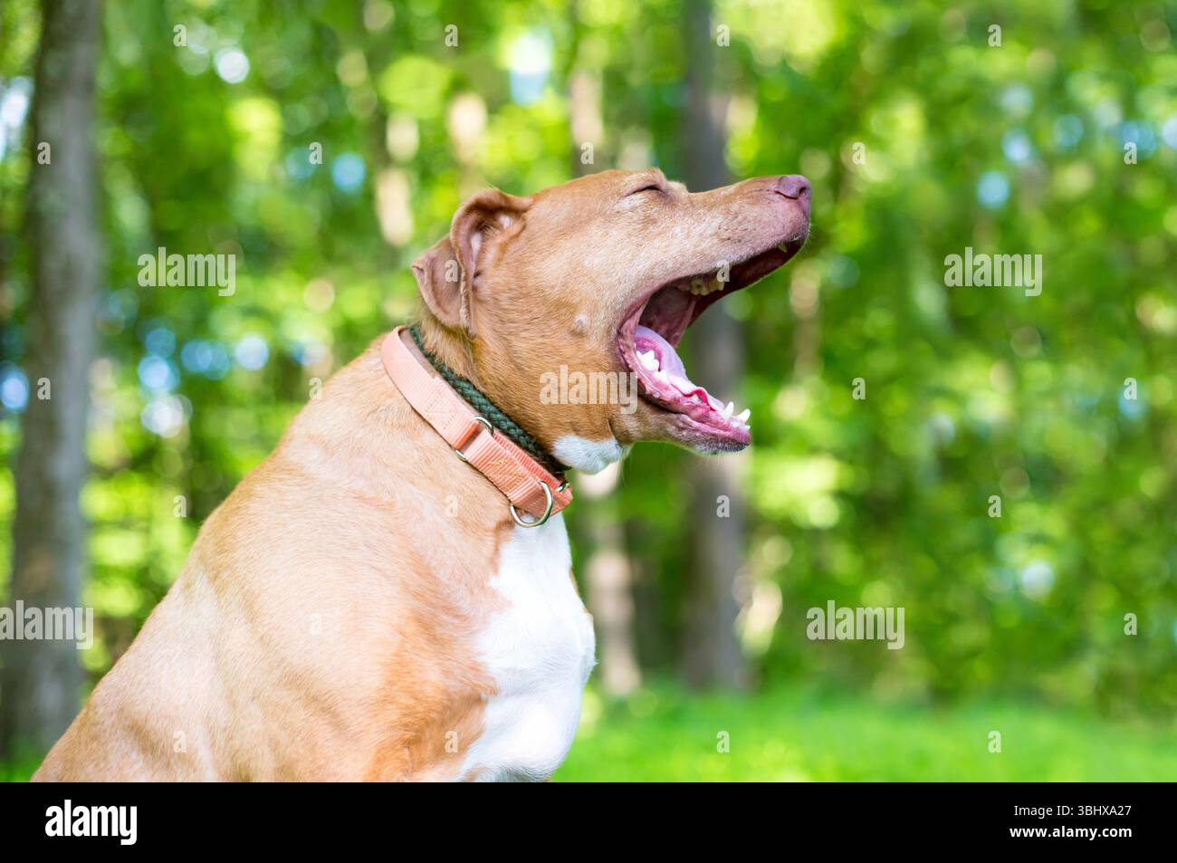 Un cane di razza mista Retriever seduto all'aperto e sbadigliando Foto Stock