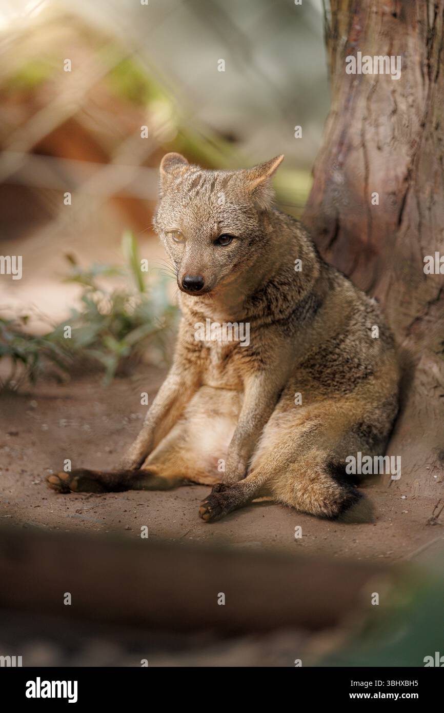 Volpe mangiatrice di granchi (Cerdocyon thous) seduta in posizione eretta sul terreno vicino a un albero, con una postura rilassata e quasi umana. Originario del Sud America Foto Stock