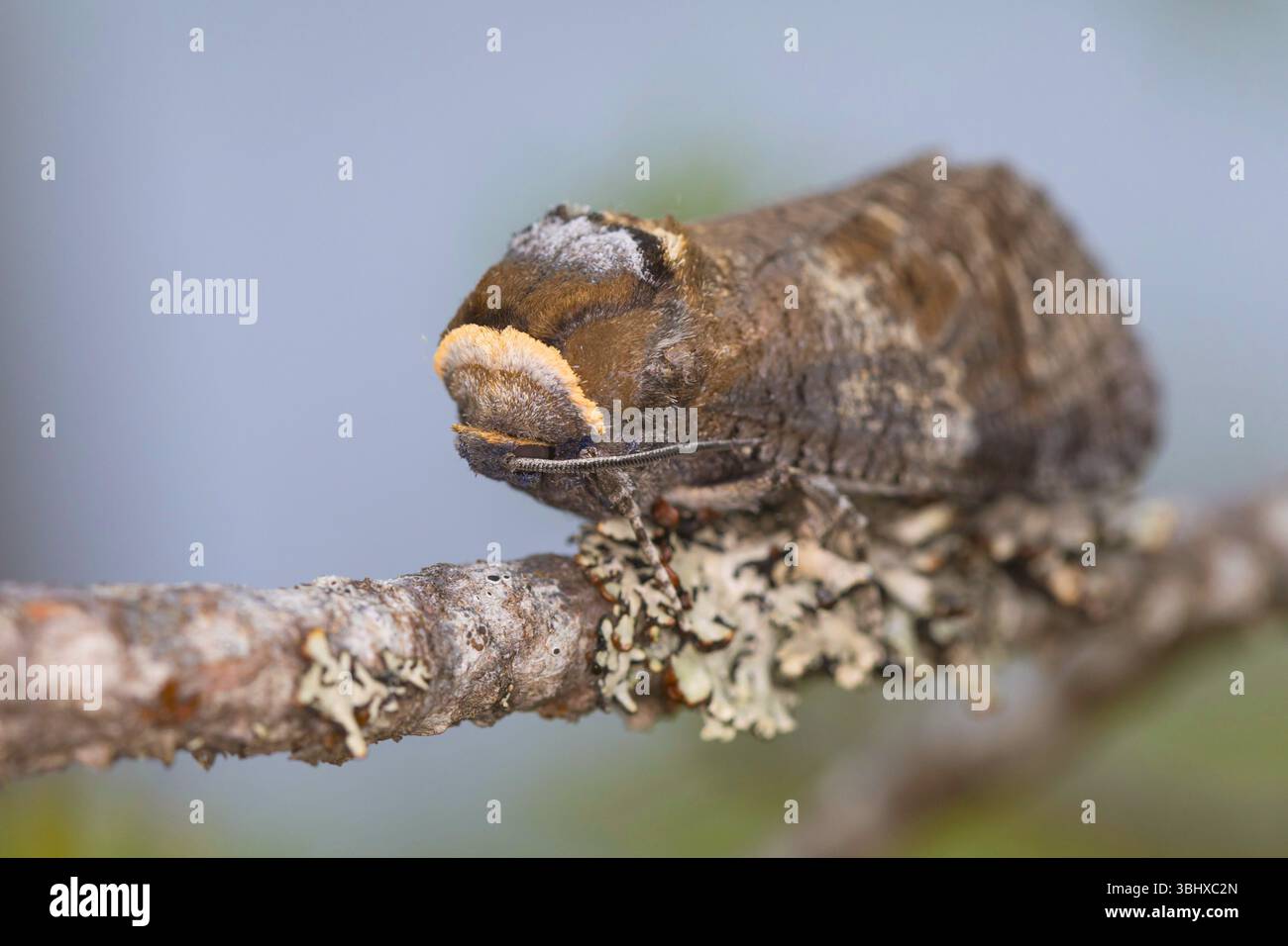 Goat Moth (Cossus cossus), seduta su un ramo, Norvegia Foto Stock