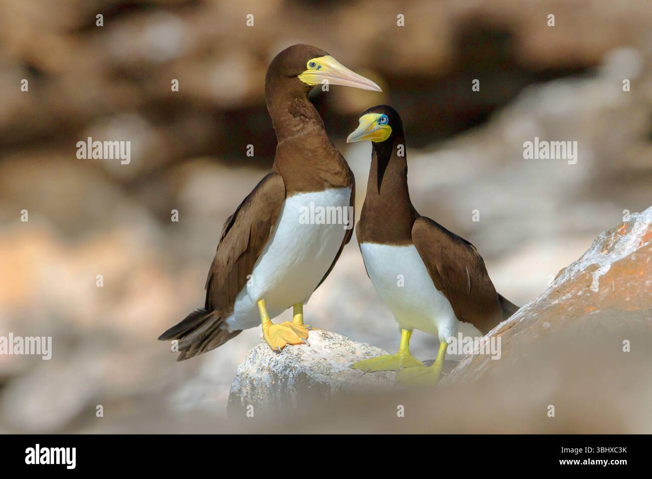 brown booby (Sula leucogaster), due boobies marroni seduti su una roccia, Cap Verde Islands, Raso Foto Stock