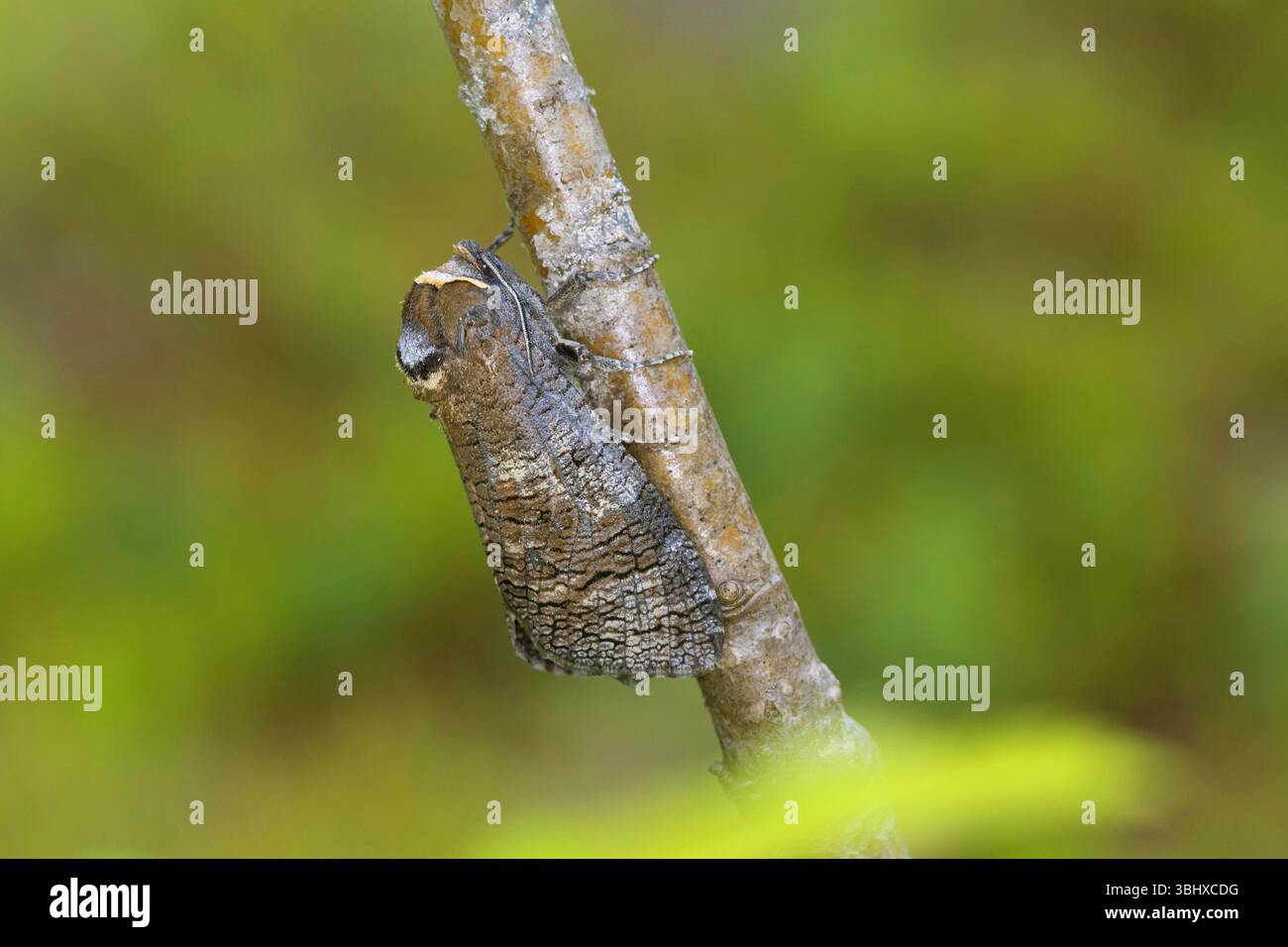 Goat Moth (Cossus cossus), seduta su un ramo, Norvegia Foto Stock
