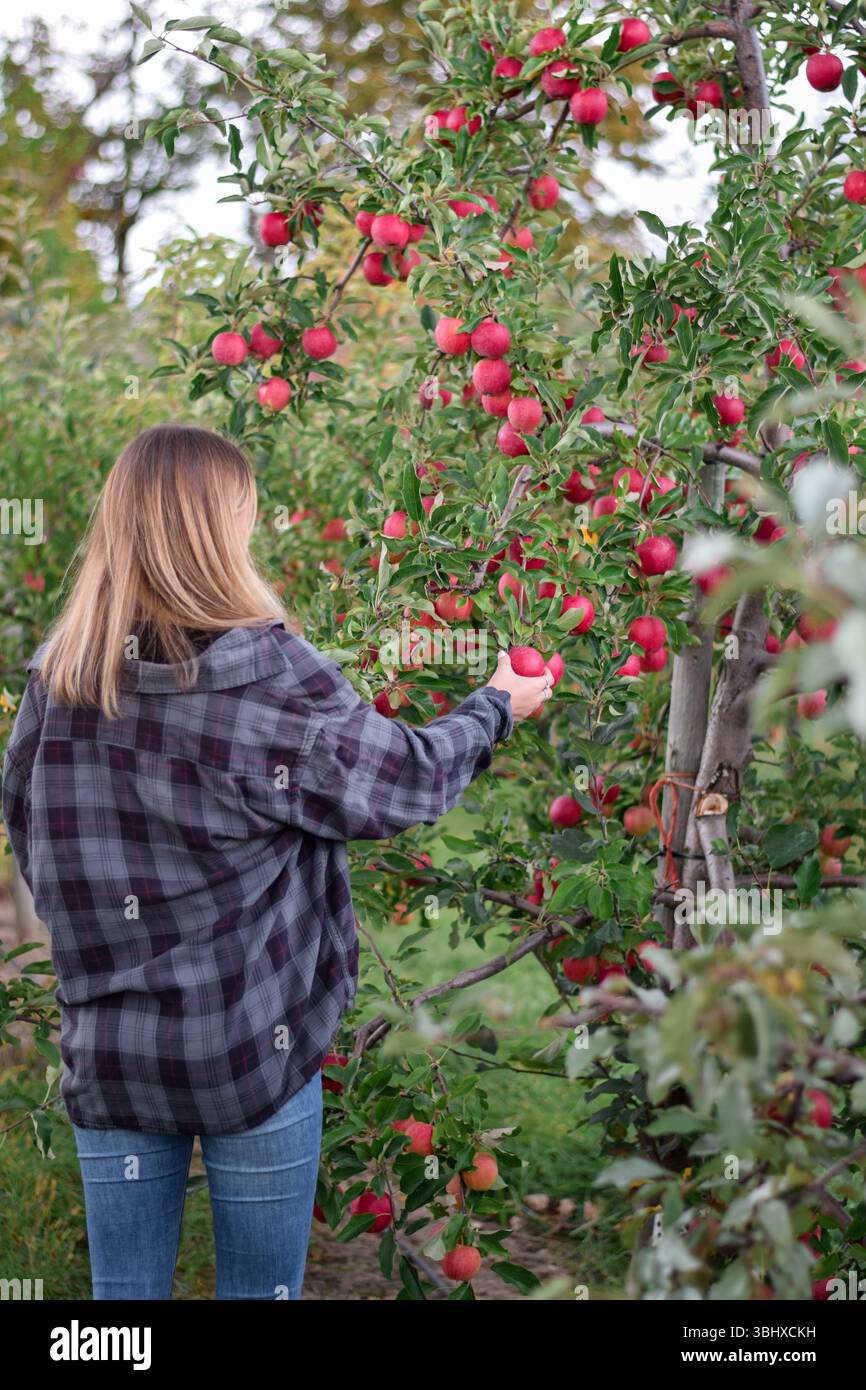 Giovane donna da dietro che raccoglie mele rosse da un albero in un frutteto Foto Stock