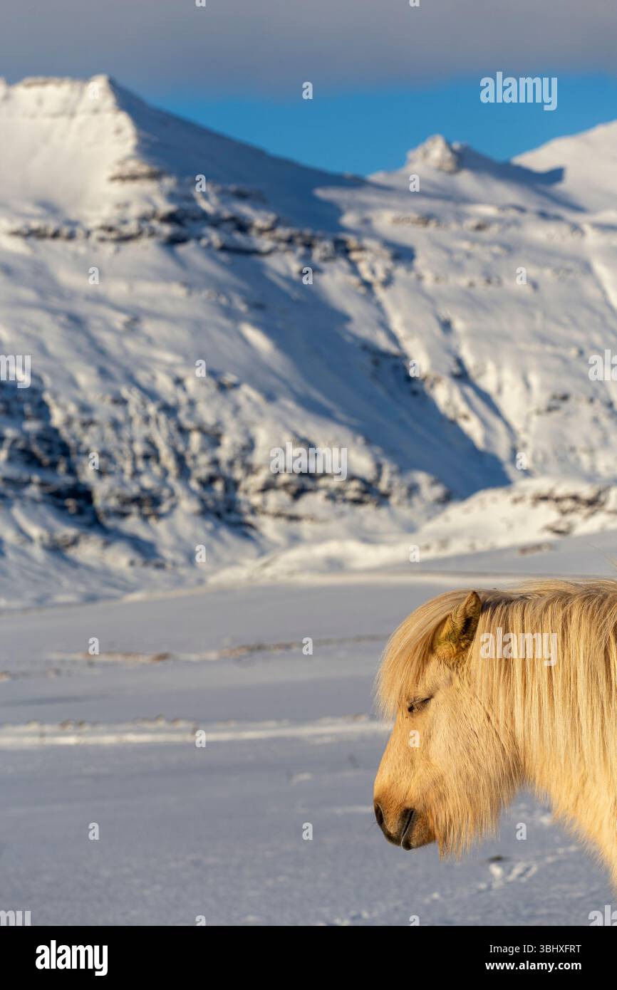 Cavallo islandese nel paesaggio invernale, Islanda Foto Stock