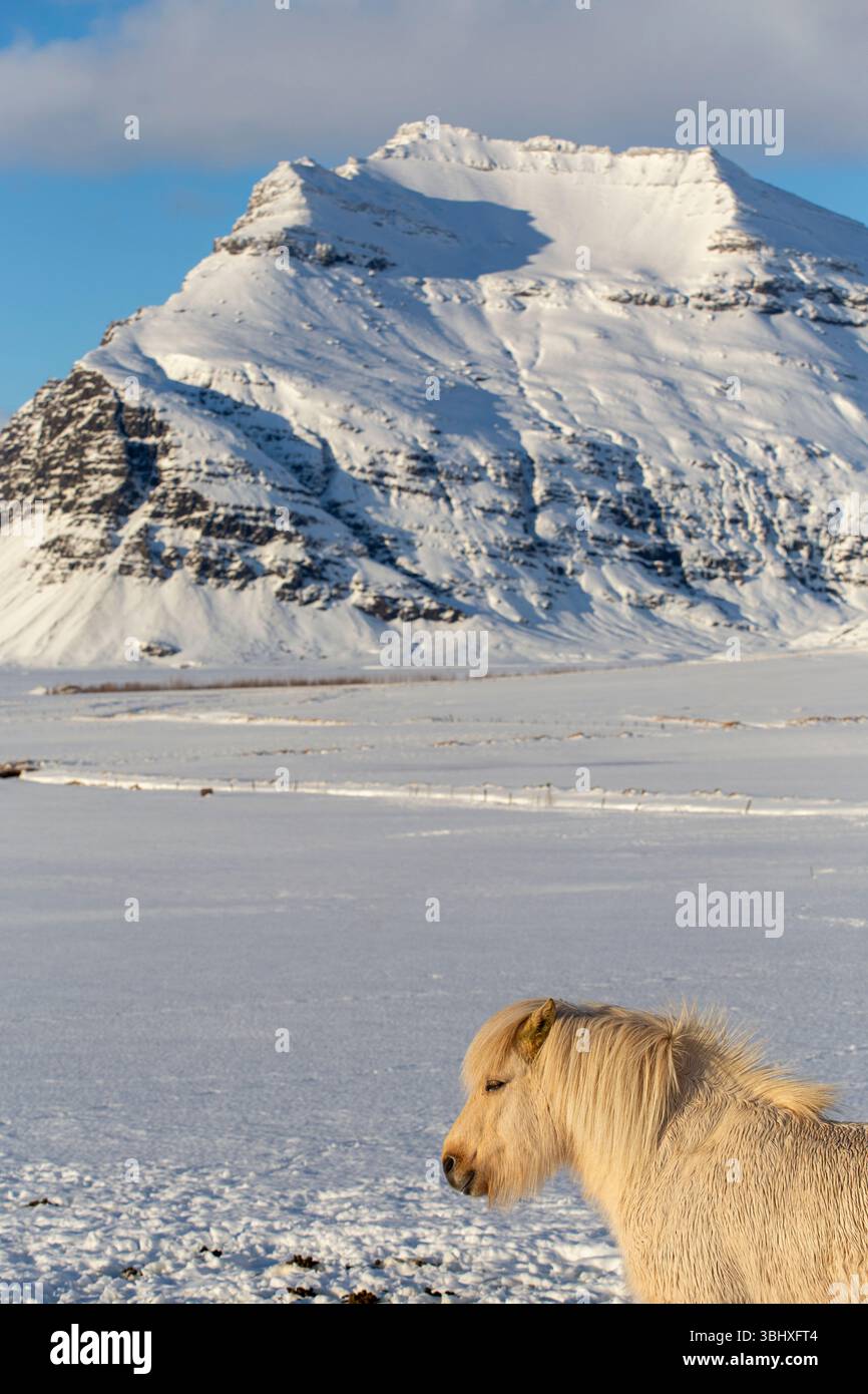 Cavallo islandese nel paesaggio invernale, Islanda Foto Stock