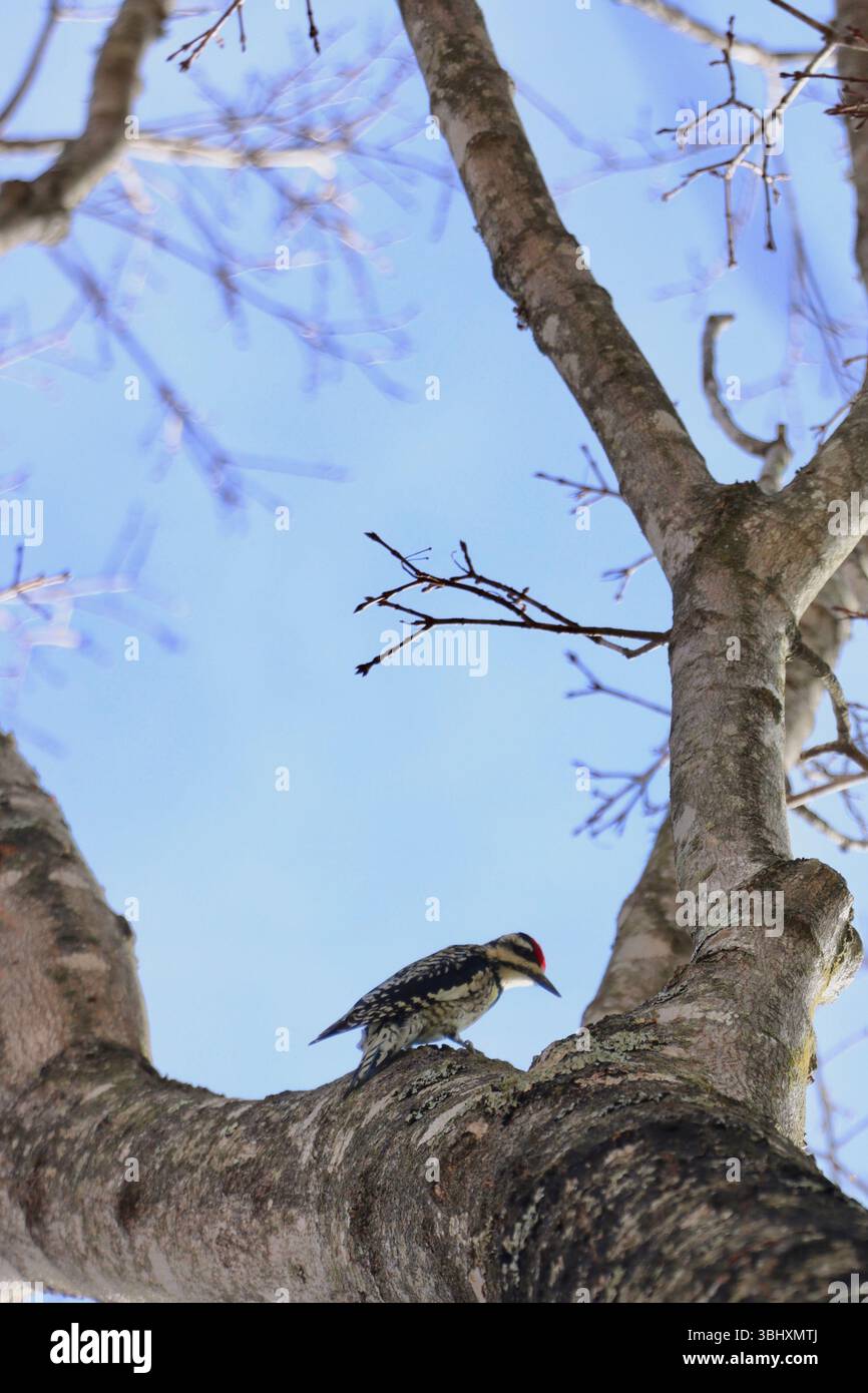 Un Sapsucker dalla pancia gialla, Sphyrapicus varius, che sale lungo un albero nella Carolina del Nord occidentale. Foto Stock