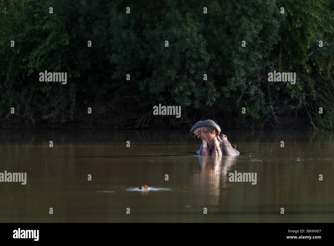 Ippopotamo apre la bocca in un lago Foto Stock