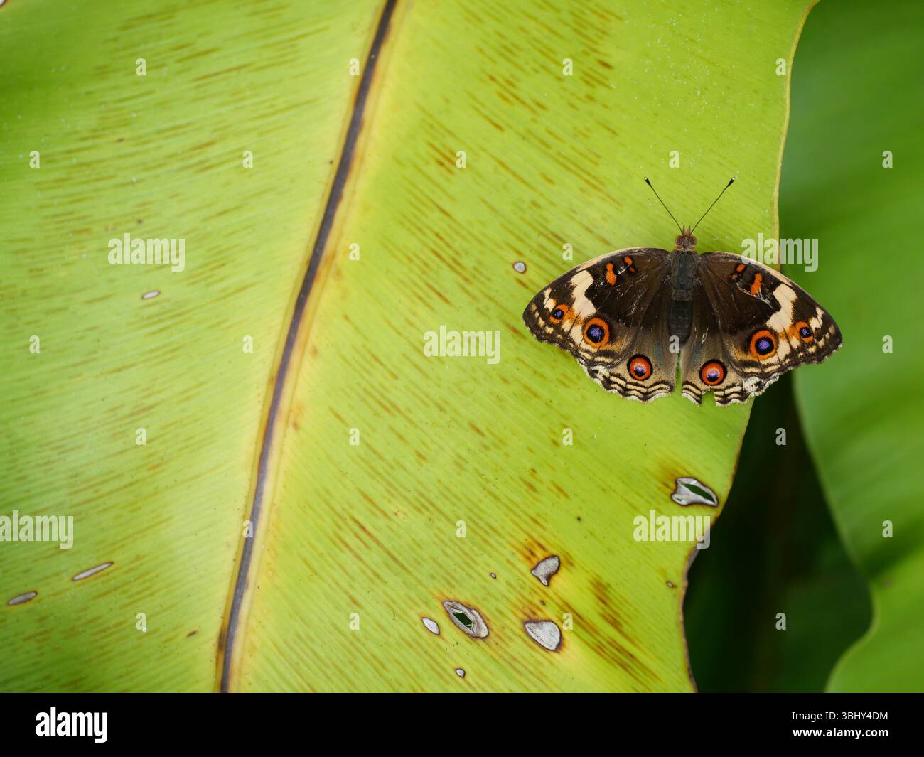 Femmina Blue Pansy Butterfly su foglia di pianta di albero con sfondo verde naturale, il motivo ricorda gli occhi arancioni sul nero, blu e viola Foto Stock
