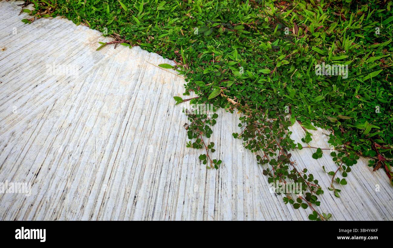 Pavimentazione in calcestruzzo testurizzato con erba verde densa e piccole piante che si trovano sulla superficie Foto Stock