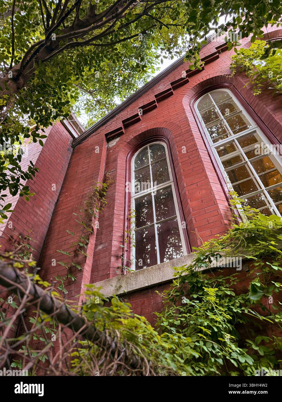 Piper Palm House al Tower Grove Park, St. Louis, Missouri, Stati Uniti - Immagine stock catturata con smartphone