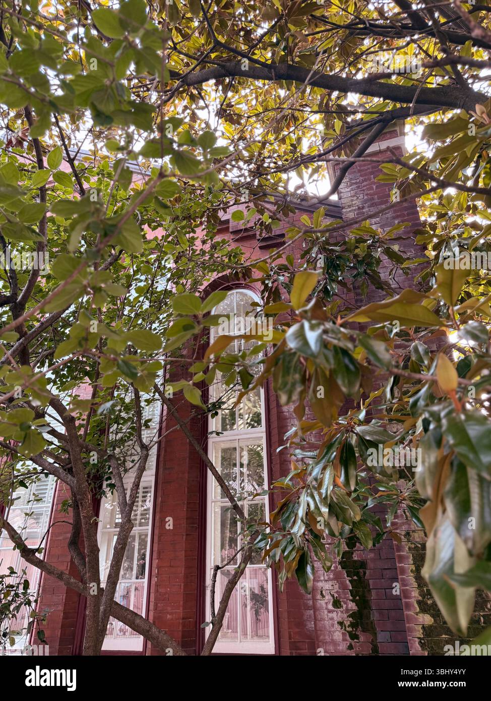 Piper Palm House al Tower Grove Park, St. Louis, Missouri, Stati Uniti - Immagine stock catturata con smartphone