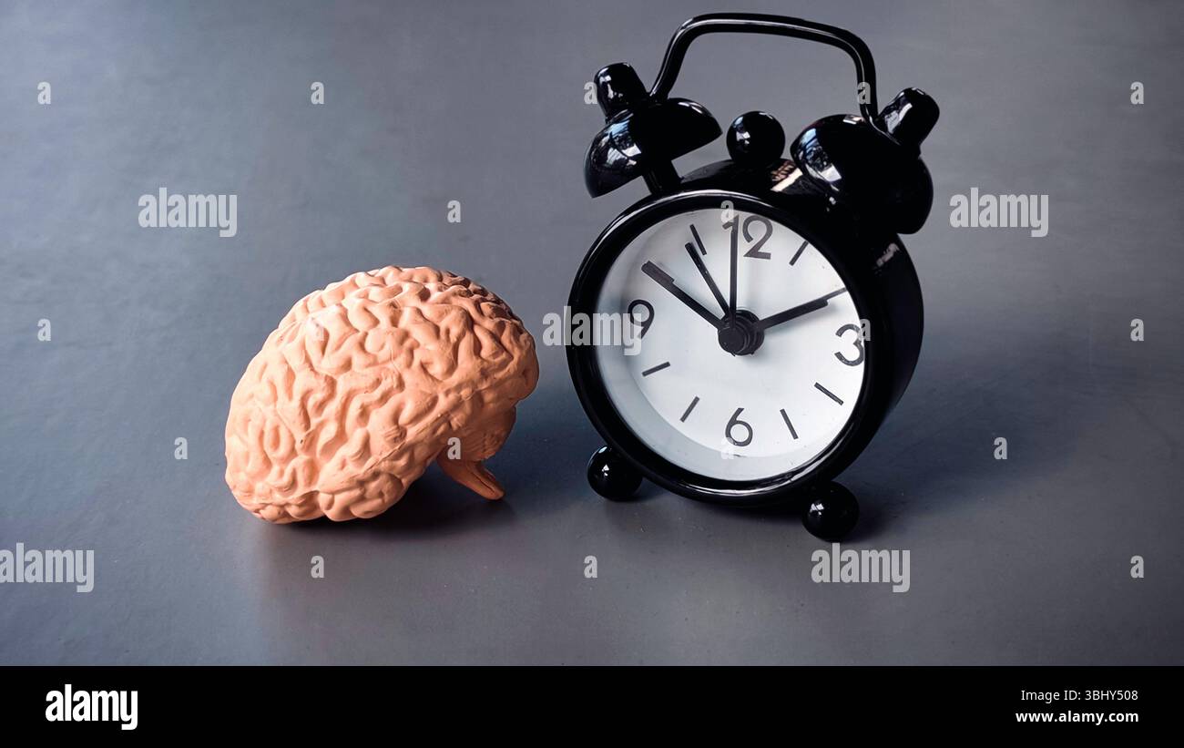 Cervello con sveglia che simboleggia la veglia, la funzione cognitiva e la consapevolezza del tempo Foto Stock