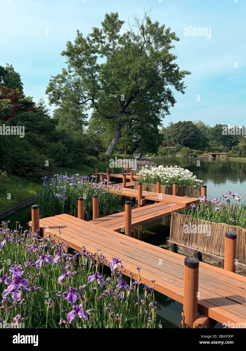 Alberi nel giardino giapponese, giardino botanico del Missouri, St. Louis - Immagine stock catturata con smartphone