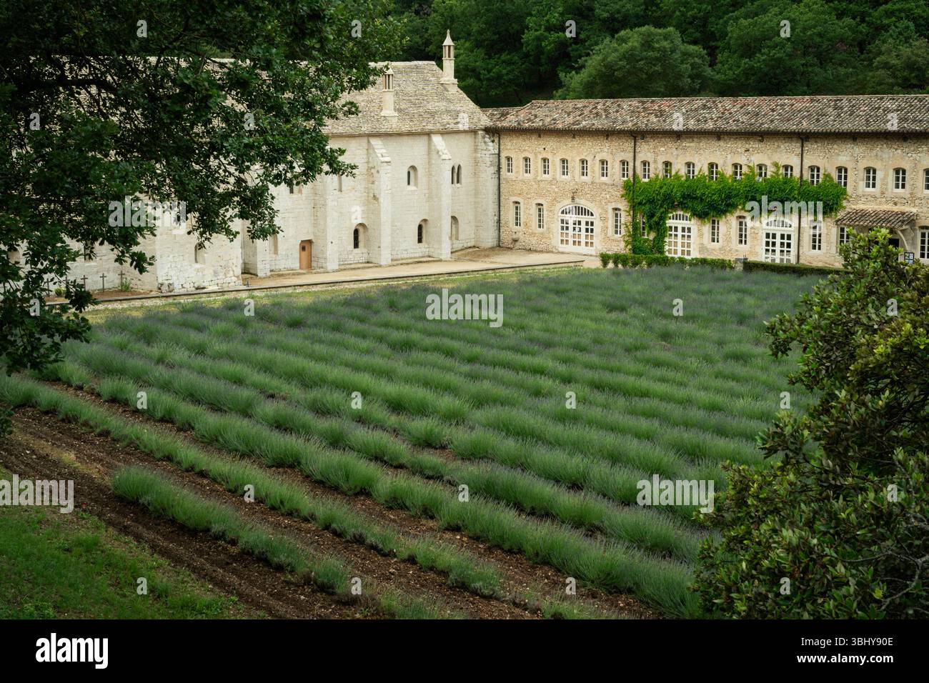 Campi di Lavendar fuori Abbey de Senanque, Provenza, Francia Foto Stock