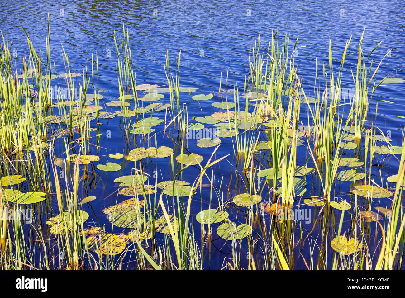 Piante d'acqua e ninfee in riva al lago in estate Foto Stock