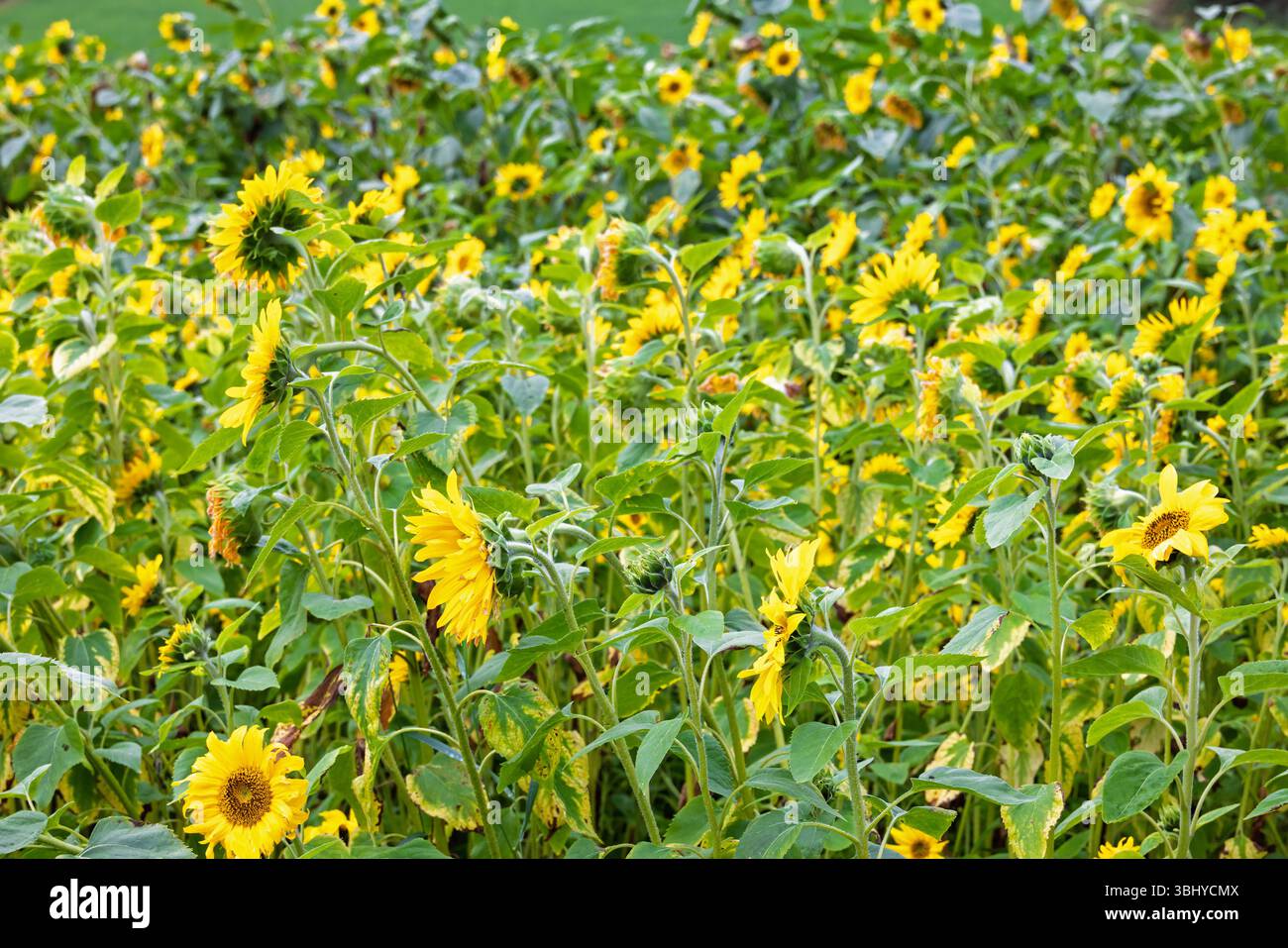 Splendidi girasoli fioriti su un prato in campagna Foto Stock