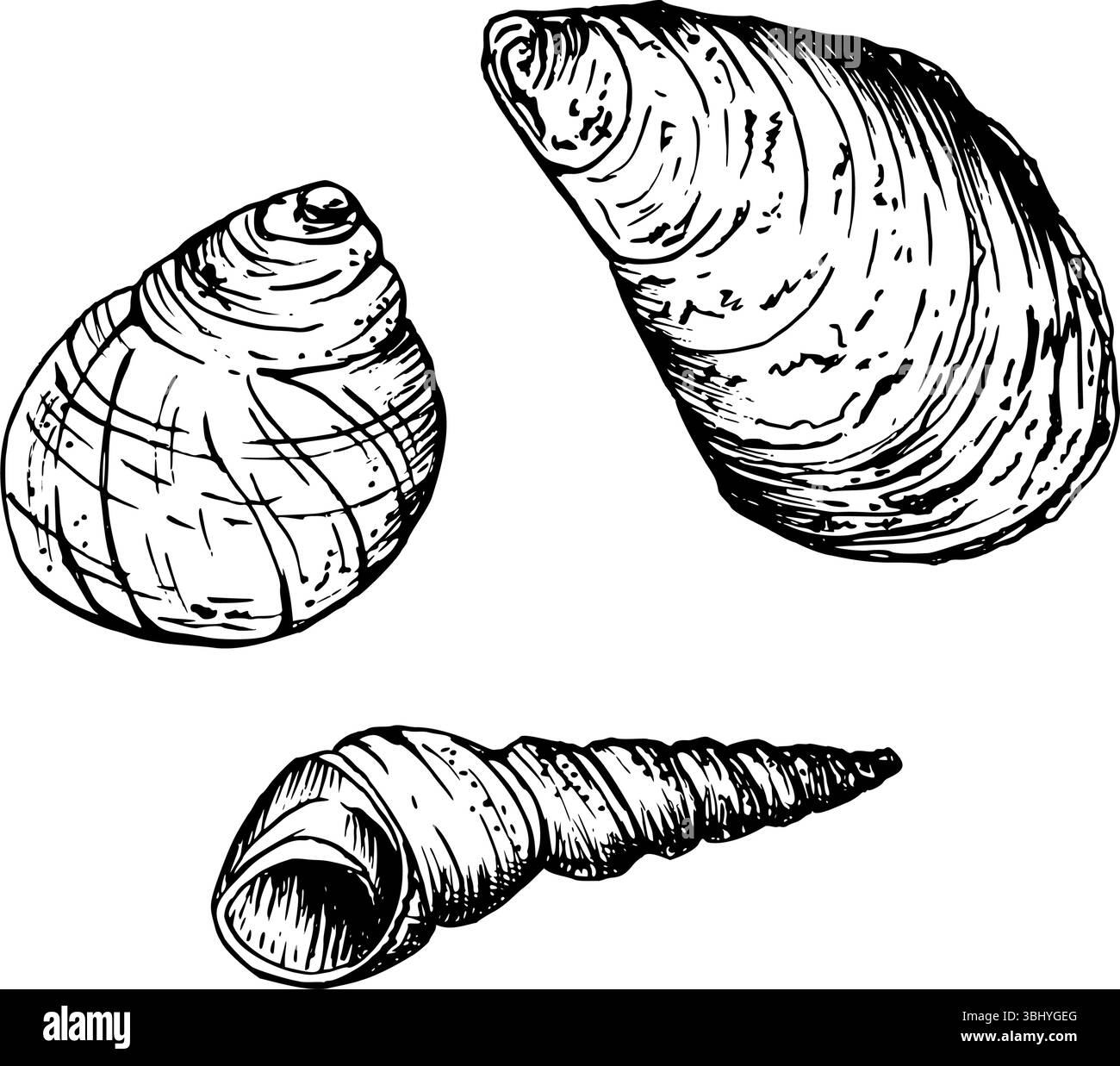 Una serie di conchiglie. Una conchiglia a lumaca arrotondata, una conchiglia ricurva più grande e una conchiglia a spirale sottile. Disegna in stile line art con inchiostri neri Illustrazione Vettoriale