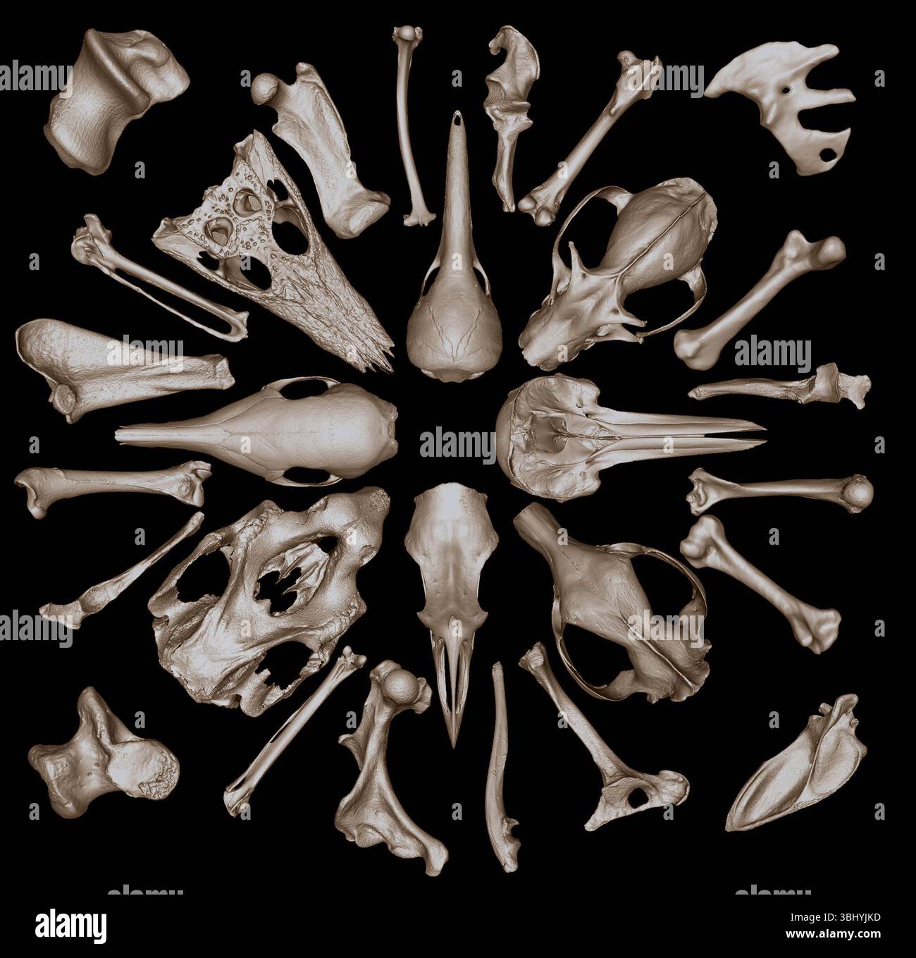 (250612) -- CANBERRA, 12 giugno 2025 (Xinhua) -- questa immagine mostra una selezione di ossa di specie australiane catturate da Ozboneviz, un nuovo database 3D online sviluppato dalla Flinders University e dai suoi partner. "L'Australia lancia il primo database di ossa animali 3D al mondo" (Flinders University/Handout via Xinhua) Foto Stock