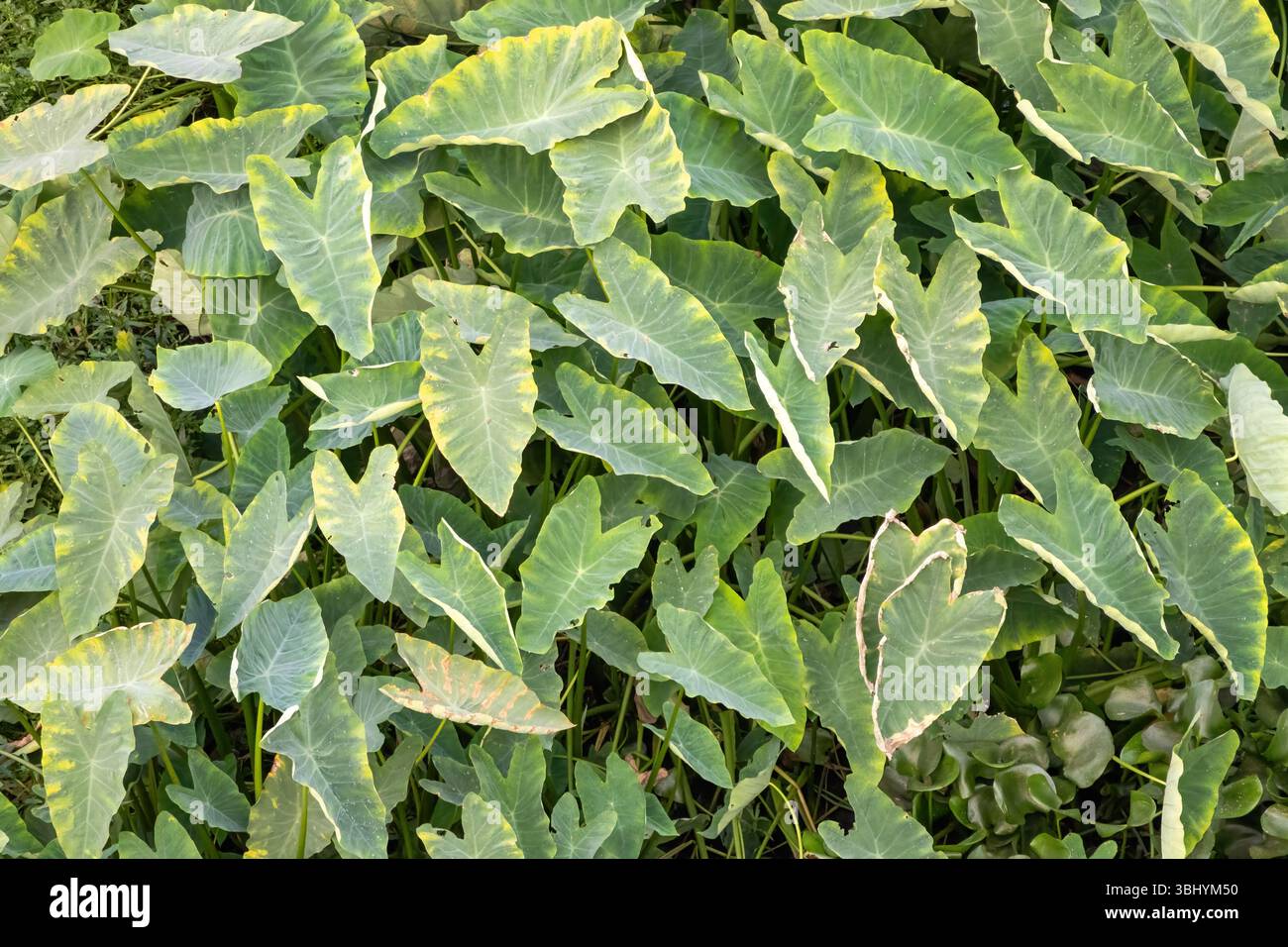 Sfondo di piante taro a foglia verde. Il Taro è una radice vegetale. I suoi cormi, foglie, steli e petioli sono utilizzati come verdure a foglia verde. Foto Stock