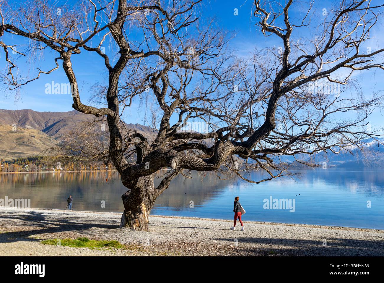 Il sole autunnale del lago Wanaka, una signora che cammina lungo la spiaggia di Wanaka accanto a grandi alberi e acque, la regione di Otago, nuova Zelanda Foto Stock