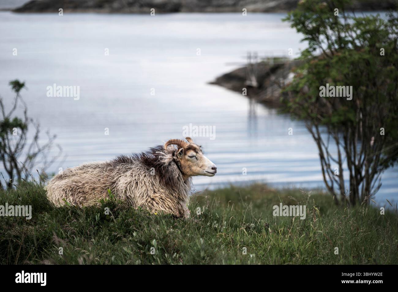 Una sola RAM, seduta su un'erba, vicino al mare, sulla costa della Norvegia Foto Stock