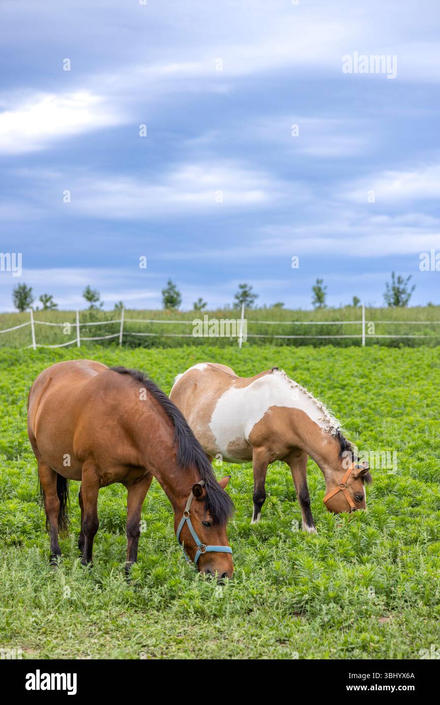Due cavalli gusteranno un pasto tranquillo in un lussureggiante pascolo verde in Cechia, con un cielo nuvoloso sopra la testa Foto Stock