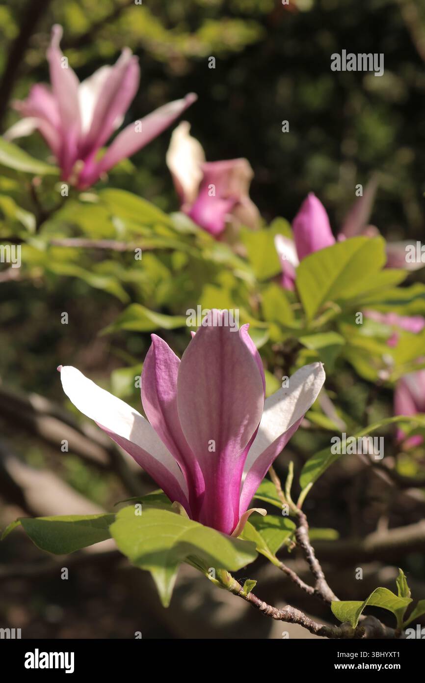 La Magnolia rosa vivace sboccia contro il cielo azzurro: Vista dinamica della primavera, rami di Magnolia in piena fioritura Foto Stock