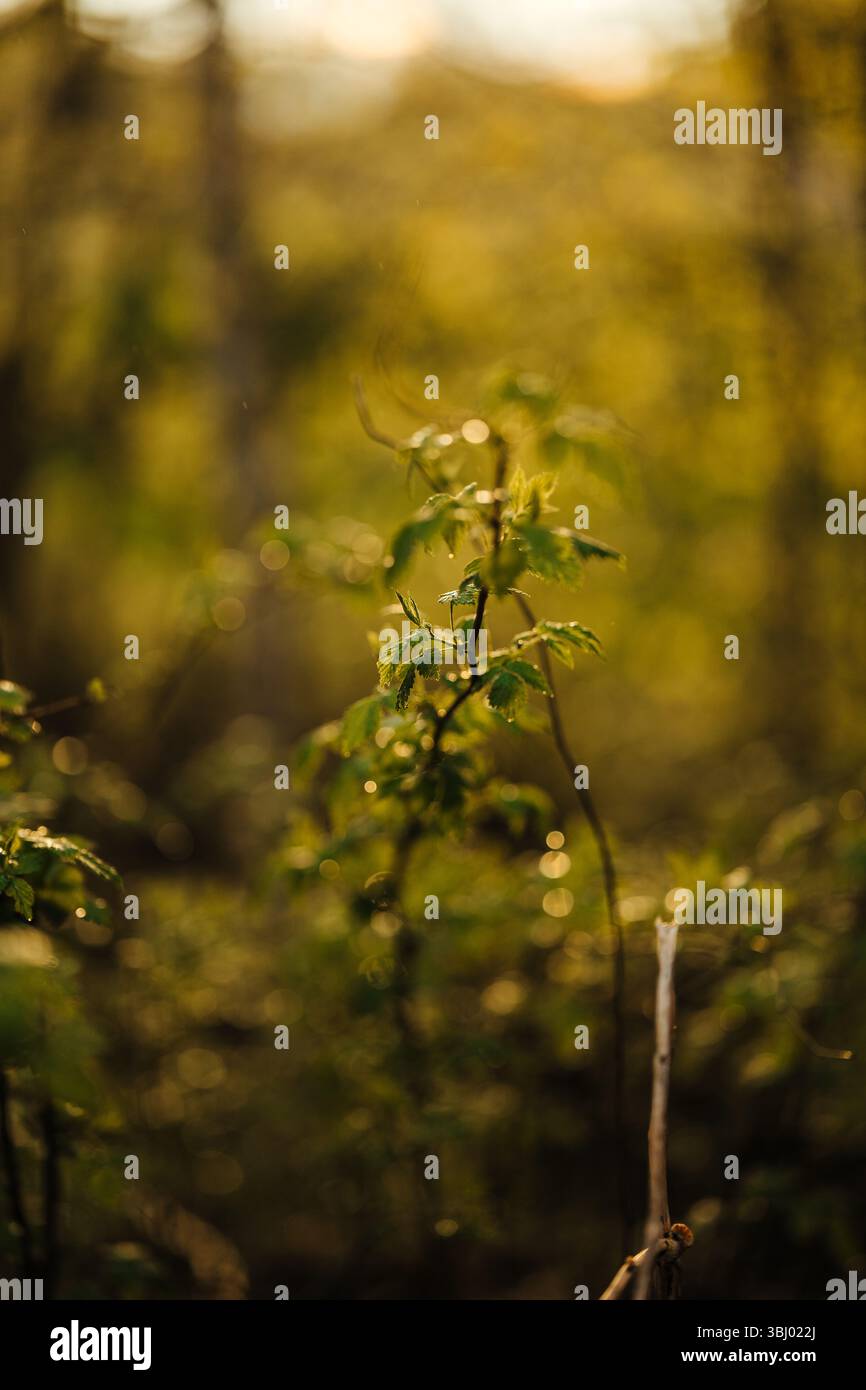 Una pianta di lampone selvatico si erge illuminata da una delicata luce della foresta, che mostra foglie verdi vibranti e gambi delicati, circondati da una serena e dorata W Foto Stock
