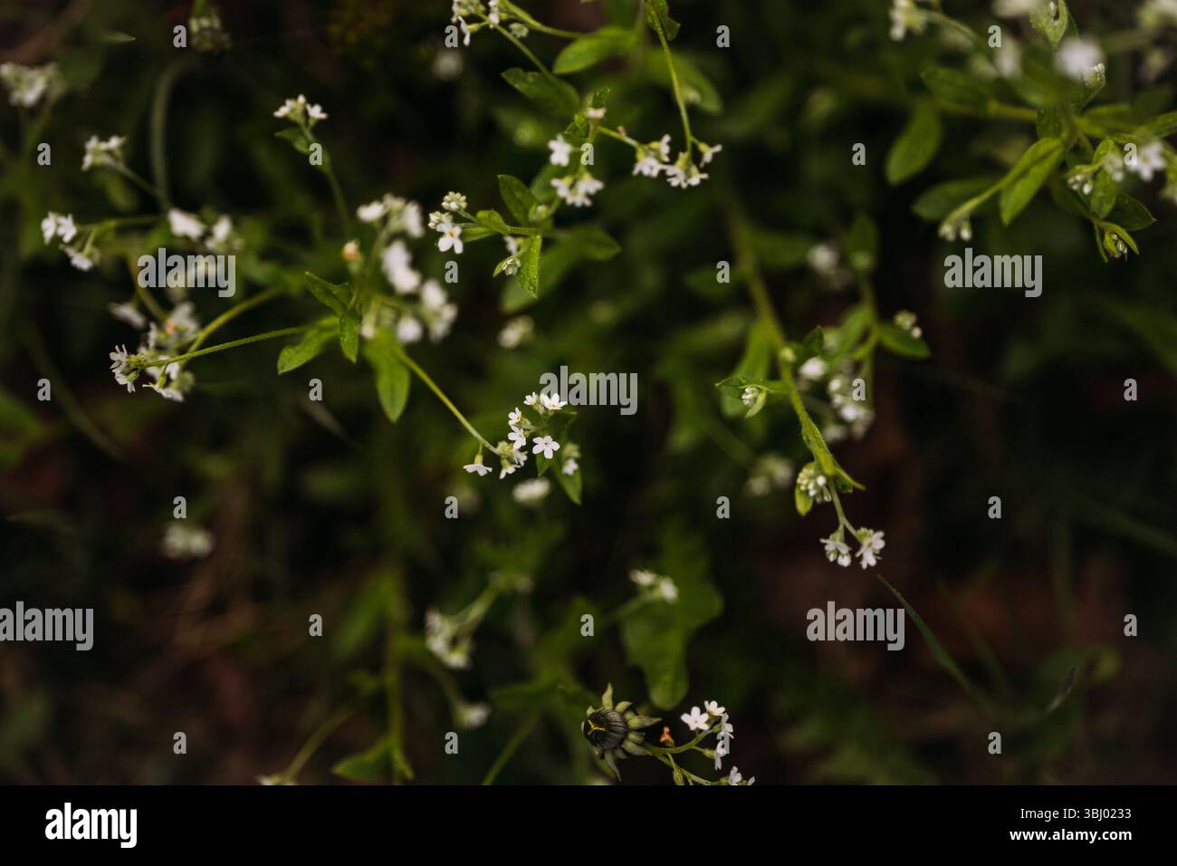 Un primo piano di piante di galium in fiore mostra i loro delicati fiori bianchi su uno sfondo verde lussureggiante. Questa vivace immagine cattura l'essenza di Foto Stock