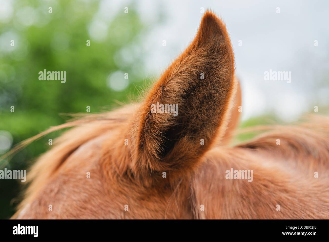 Primo piano dettagliato dell'orecchio di un cavallo, che mostra i suoi capelli morbidi e la consistenza naturale su uno sfondo sfocato e pieno di vegetazione. Questa immagine viene evidenziata Foto Stock
