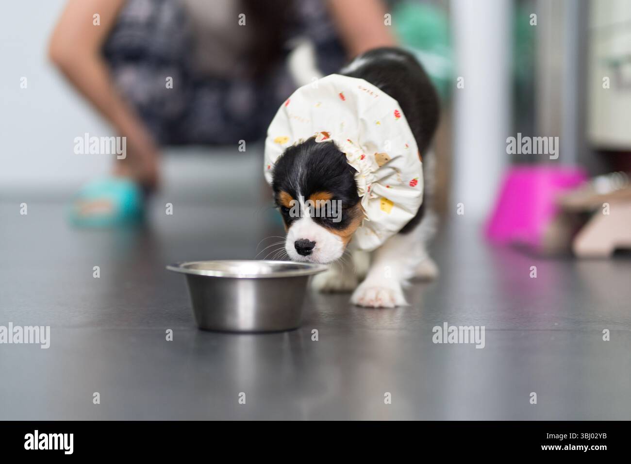 Adorabile cucciolo di re Carlo Spaniel con indosso un simpatico accessorio per l'alimentazione, curiosamente avvicinandosi a una ciotola argentata su un elegante pavimento della cucina con un wom Foto Stock